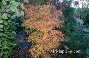 - Acer palmatum 'Green Strap' Rare Japanese Maple - Mr Maple │ Buy Japanese Maple Trees
