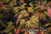 - Acer palmatum 'Green Strap' Rare Japanese Maple - Mr Maple │ Buy Japanese Maple Trees