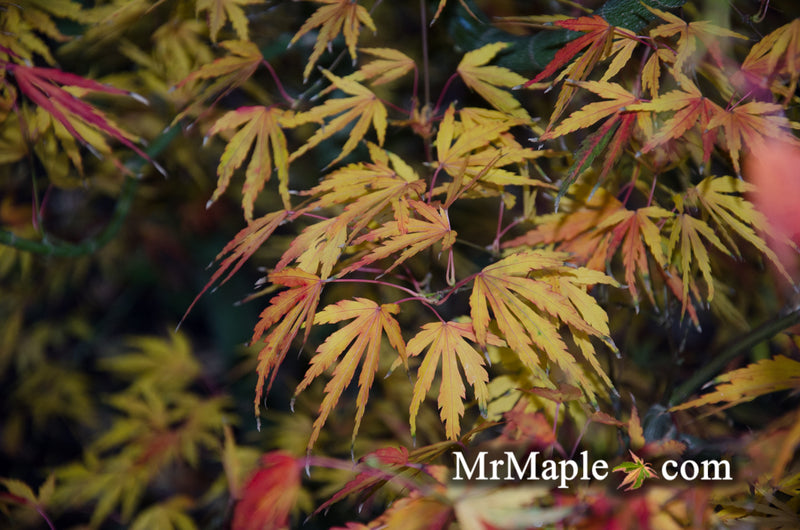 - Acer palmatum 'Green Strap' Rare Japanese Maple - Mr Maple │ Buy Japanese Maple Trees