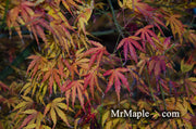 - Acer palmatum 'Green Strap' Rare Japanese Maple - Mr Maple │ Buy Japanese Maple Trees