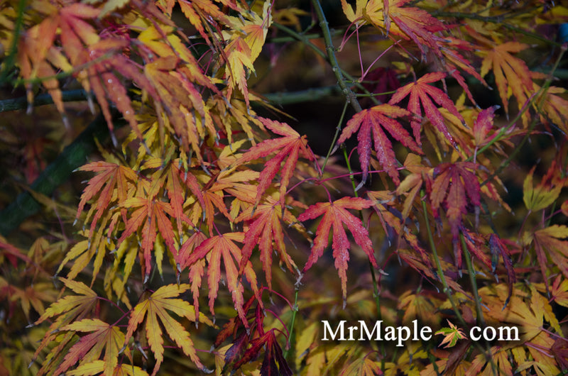 - Acer palmatum 'Green Strap' Rare Japanese Maple - Mr Maple │ Buy Japanese Maple Trees