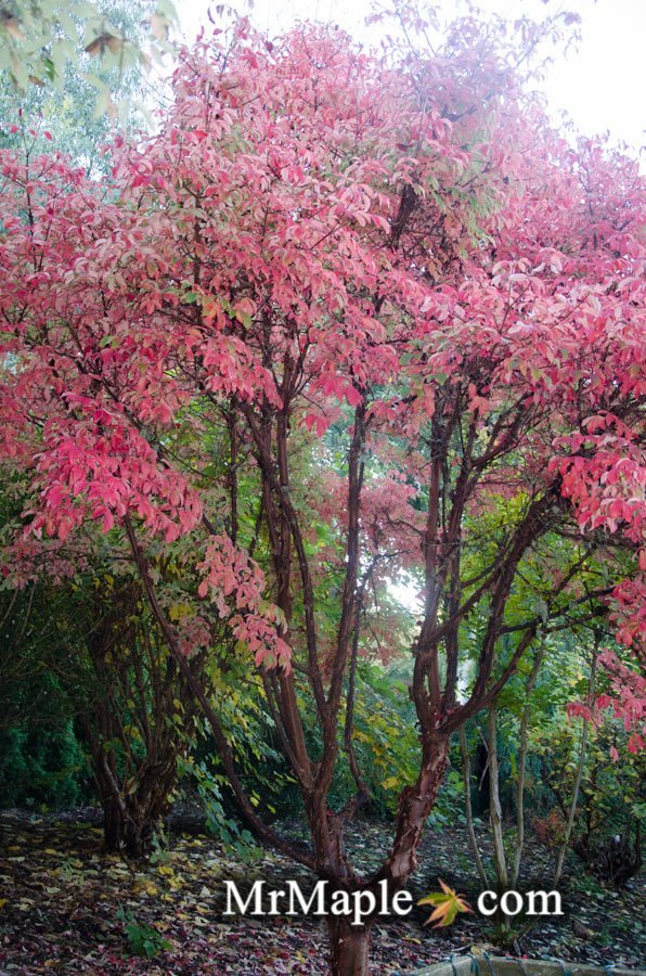- Acer griseum - Paperbark Maple - Mr Maple │ Buy Japanese Maple Trees