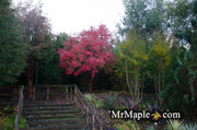 - Acer griseum - Paperbark Maple - Mr Maple │ Buy Japanese Maple Trees