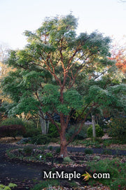 - Acer griseum - Paperbark Maple - Mr Maple │ Buy Japanese Maple Trees