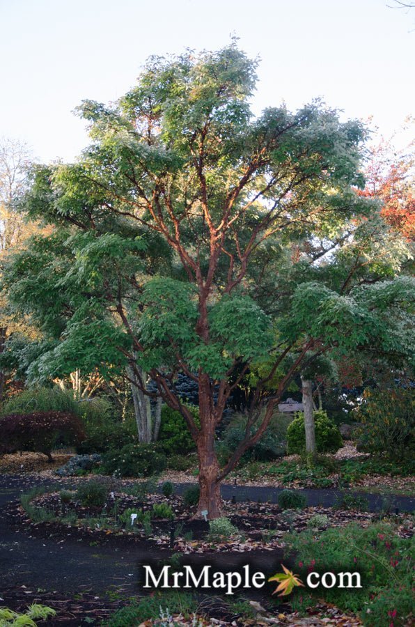 - Acer griseum - Paperbark Maple - Mr Maple │ Buy Japanese Maple Trees