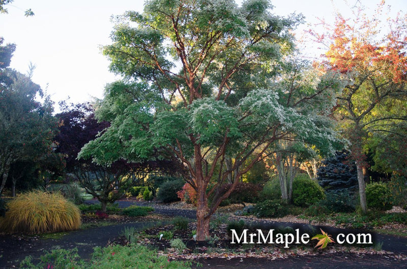 - Acer griseum - Paperbark Maple - Mr Maple │ Buy Japanese Maple Trees