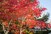 - Acer japonicum 'Mai kujaku' Dancing Peacock Japanese Maple - Mr Maple │ Buy Japanese Maple Trees
