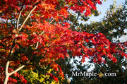 - Acer japonicum 'Mai kujaku' Dancing Peacock Japanese Maple - Mr Maple │ Buy Japanese Maple Trees