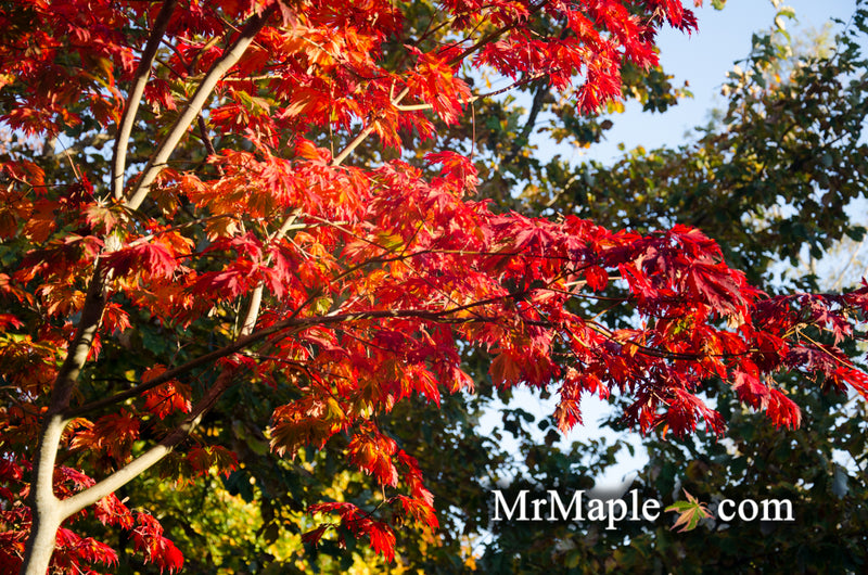 - Acer japonicum 'Mai kujaku' Dancing Peacock Japanese Maple - Mr Maple │ Buy Japanese Maple Trees