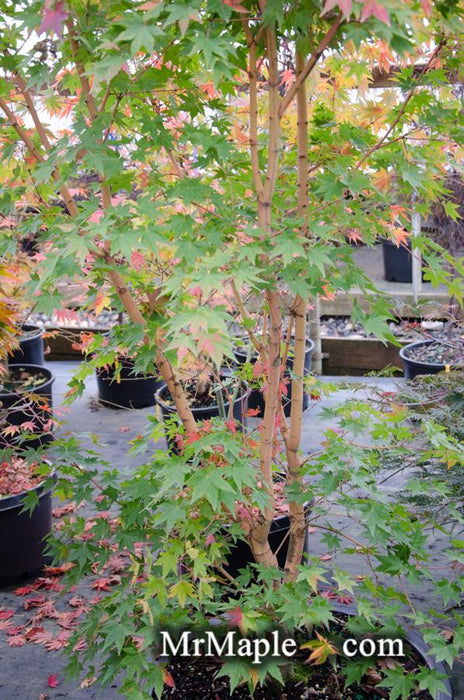 FOR PICK UP ONLY | Acer palmatum 'Gold Digger' Yellow Coral Bark Japanese Maple | DOES NOT SHIP