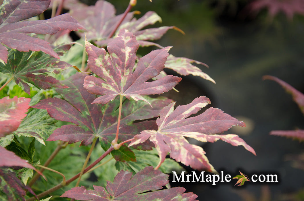FOR PICKUP ONLY | Acer sieboldianum 'Kumoi nishiki' Variegated Full Moon Japanese Maple | DOES NOT SHIP