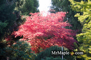 - FOR PICKUP ONLY | Acer palmatum 'Purple Ghost' Japanese Maple | DOES NOT SHIP - Mr Maple │ Buy Japanese Maple Trees