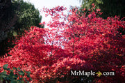 - FOR PICKUP ONLY | Acer palmatum 'Purple Ghost' Japanese Maple | DOES NOT SHIP - Mr Maple │ Buy Japanese Maple Trees