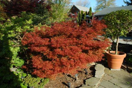- Acer palmatum 'Orion' Dwarf Red Japanese Maple - Mr Maple │ Buy Japanese Maple Trees