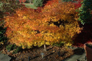 - Acer palmatum 'Orion' Dwarf Red Japanese Maple - Mr Maple │ Buy Japanese Maple Trees