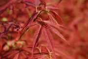 - Acer palmatum 'Orion' Dwarf Red Japanese Maple - Mr Maple │ Buy Japanese Maple Trees