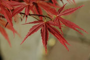 - Acer palmatum 'Orion' Dwarf Red Japanese Maple - Mr Maple │ Buy Japanese Maple Trees