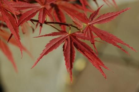 - Acer palmatum 'Orion' Dwarf Red Japanese Maple - Mr Maple │ Buy Japanese Maple Trees