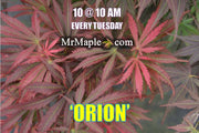 - Acer palmatum 'Orion' Dwarf Red Japanese Maple - Mr Maple │ Buy Japanese Maple Trees