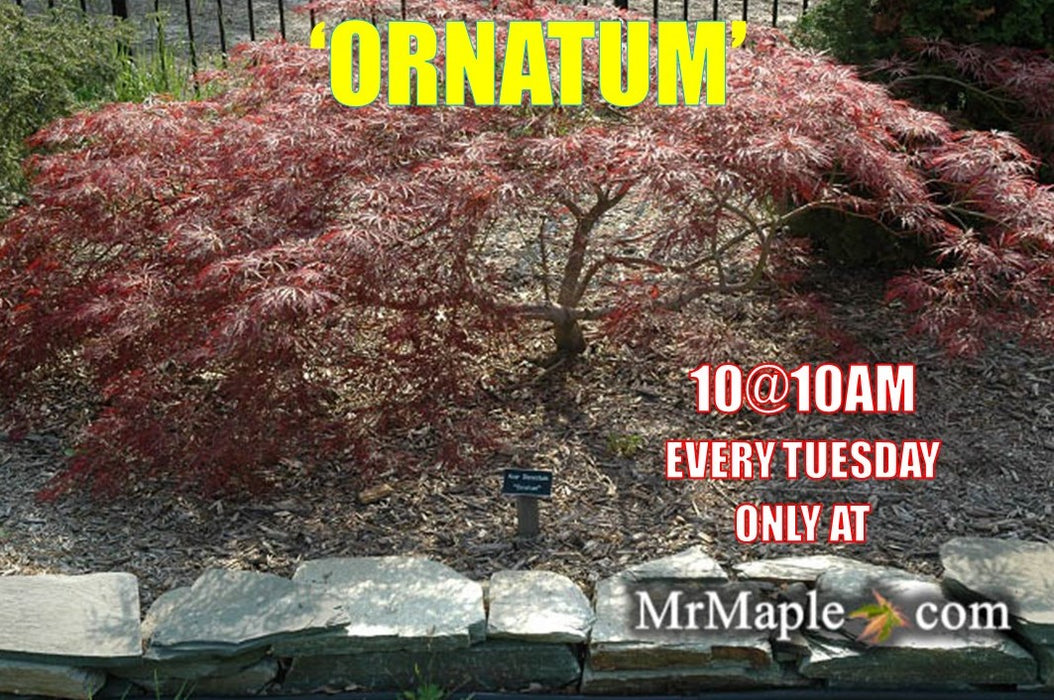 Acer palmatum 'Ornatum' Japanese Maple