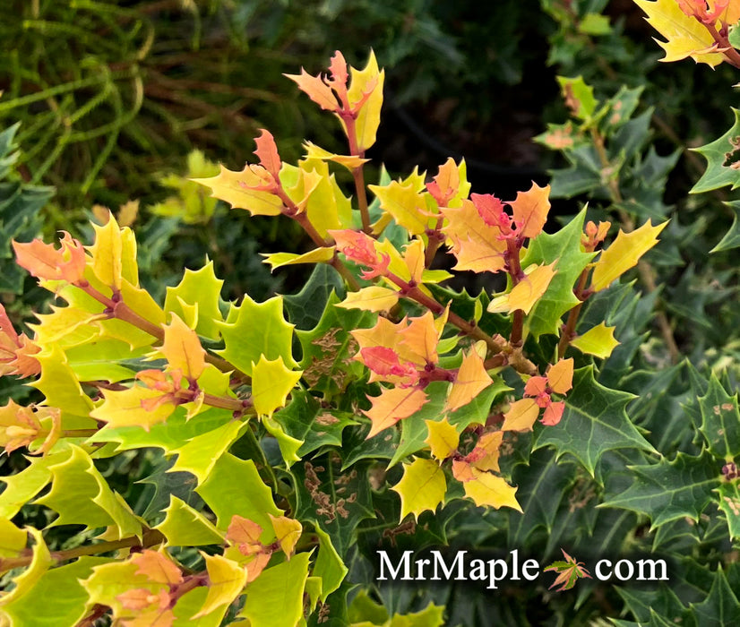 Osmanthus heterophyllus 'Shien' Party Lights™ Colorful False Holly