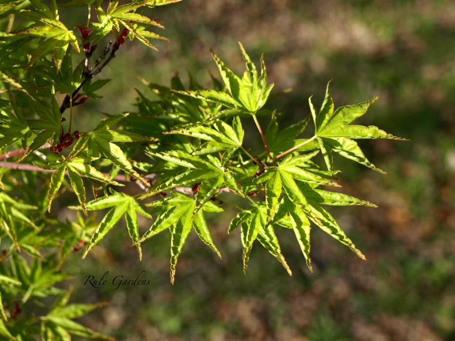 Acer palmatum 'Okushimo' Japanese Maple