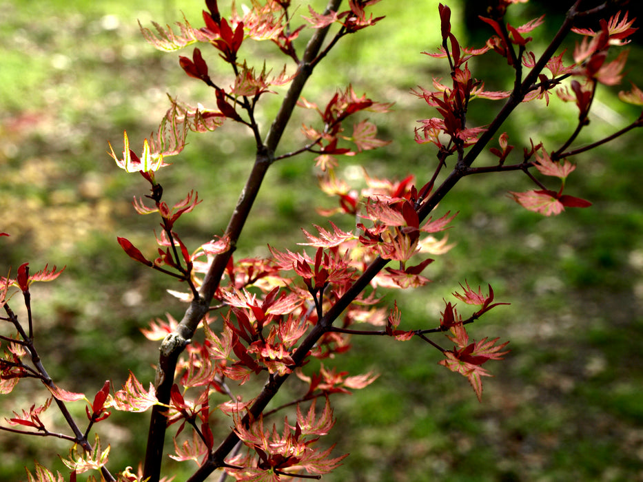 Acer palmatum 'Higasayama' Japanese Maple