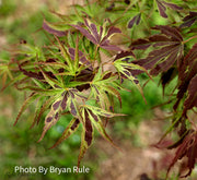- Acer palmatum 'Manyo no sato' Japanese Maple - Mr Maple │ Buy Japanese Maple Trees