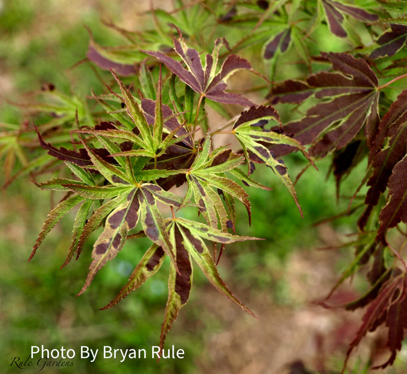 - Acer palmatum 'Manyo no sato' Japanese Maple - Mr Maple │ Buy Japanese Maple Trees