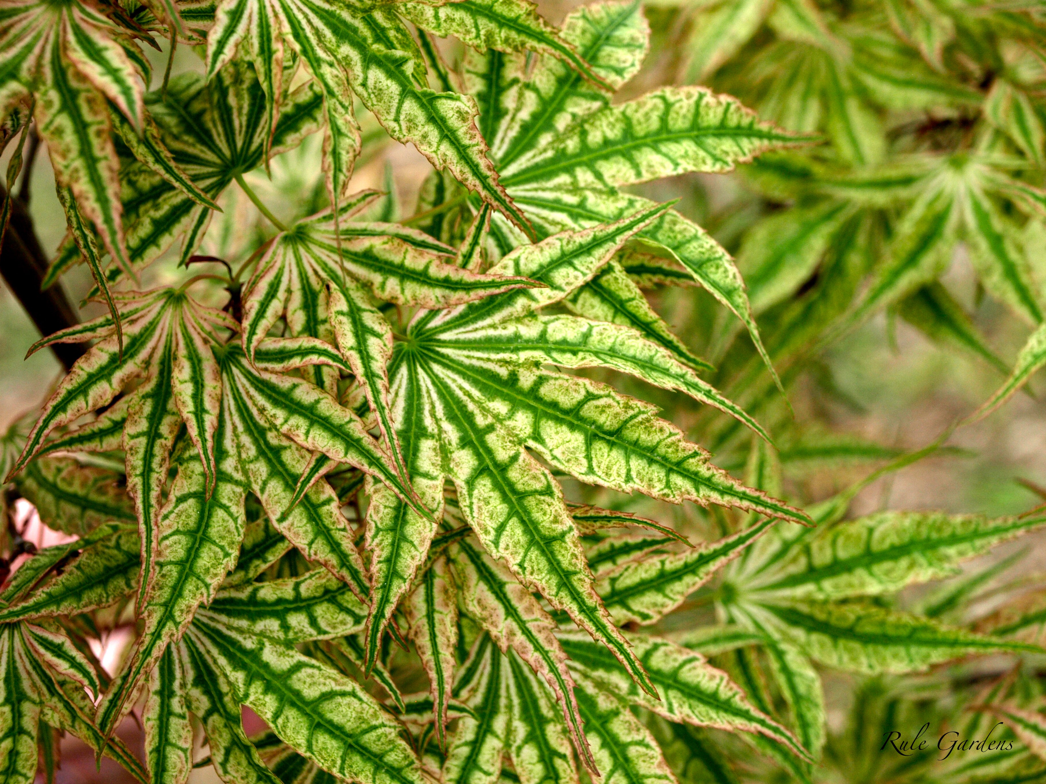 Buy Acer palmatum 'Ikandi' Japanese Maple — Mr Maple │ Buy