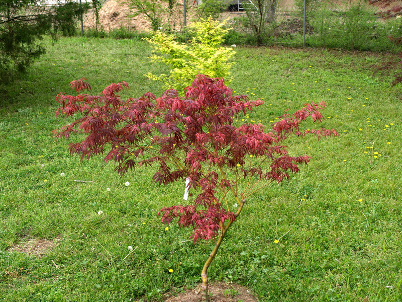 - FOR PICKUP ONLY | Acer palmatum 'Lileeanne's Jewel' Japanese Maple | DOES NOT SHIP - Mr Maple │ Buy Japanese Maple Trees