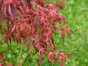 - Acer palmatum 'Lileeanne's Jewel' Japanese Maple - Mr Maple │ Buy Japanese Maple Trees