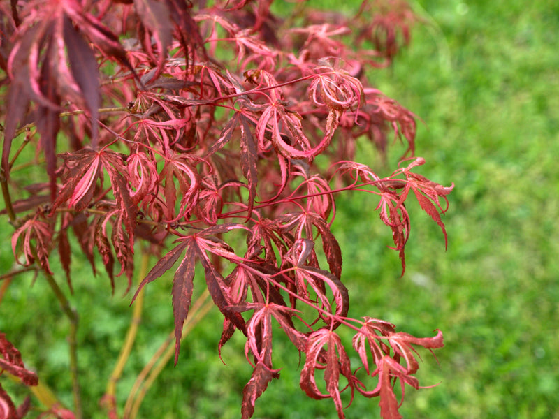- FOR PICKUP ONLY | Acer palmatum 'Lileeanne's Jewel' Japanese Maple | DOES NOT SHIP - Mr Maple │ Buy Japanese Maple Trees