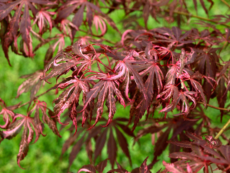- FOR PICKUP ONLY | Acer palmatum 'Lileeanne's Jewel' Japanese Maple | DOES NOT SHIP - Mr Maple │ Buy Japanese Maple Trees