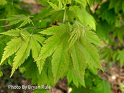 - Acer japonicum 'Vitifolium' Large Leaf Full Moon Japanese Maple - Mr Maple │ Buy Japanese Maple Trees