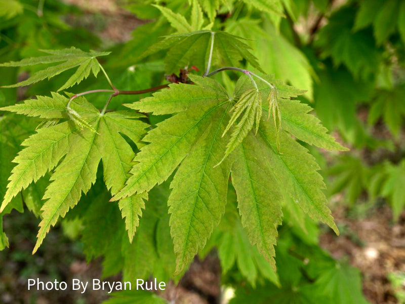 - Acer japonicum 'Vitifolium' Large Leaf Full Moon Japanese Maple - Mr Maple │ Buy Japanese Maple Trees