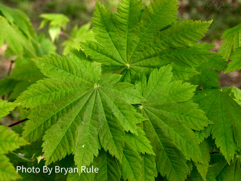 - Acer japonicum 'Vitifolium' Large Leaf Full Moon Japanese Maple - Mr Maple │ Buy Japanese Maple Trees