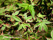 - Acer palmatum 'Beni shichihenge' Pink Variegated Japanese Maple - Mr Maple │ Buy Japanese Maple Trees