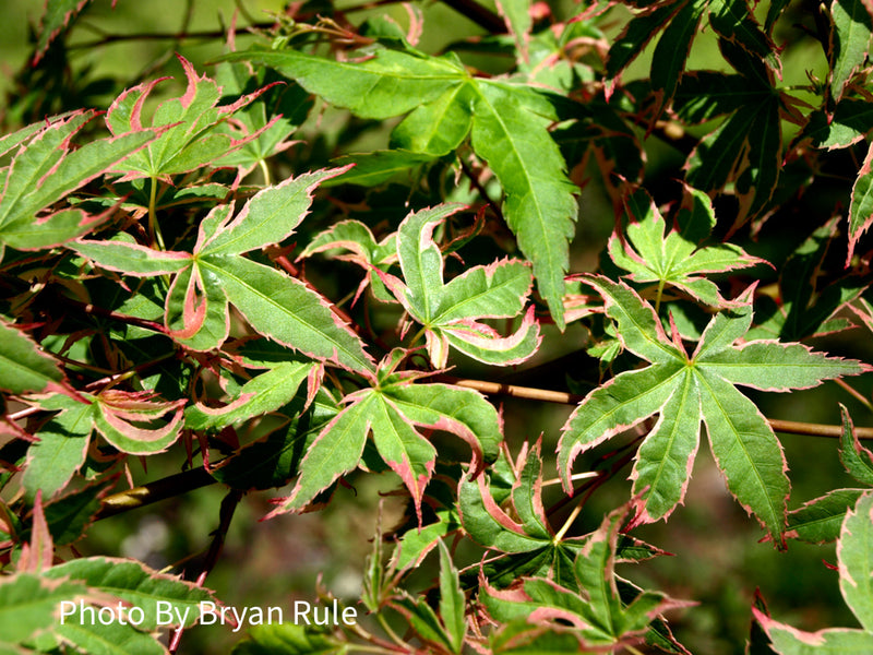 - Acer palmatum 'Beni shichihenge' Pink Variegated Japanese Maple - Mr Maple │ Buy Japanese Maple Trees