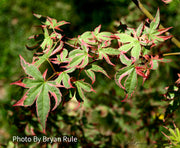 - Acer palmatum 'Beni shichihenge' Pink Variegated Japanese Maple - Mr Maple │ Buy Japanese Maple Trees