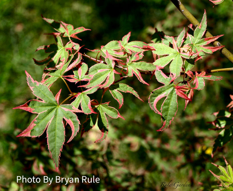 - Acer palmatum 'Beni shichihenge' Pink Variegated Japanese Maple - Mr Maple │ Buy Japanese Maple Trees