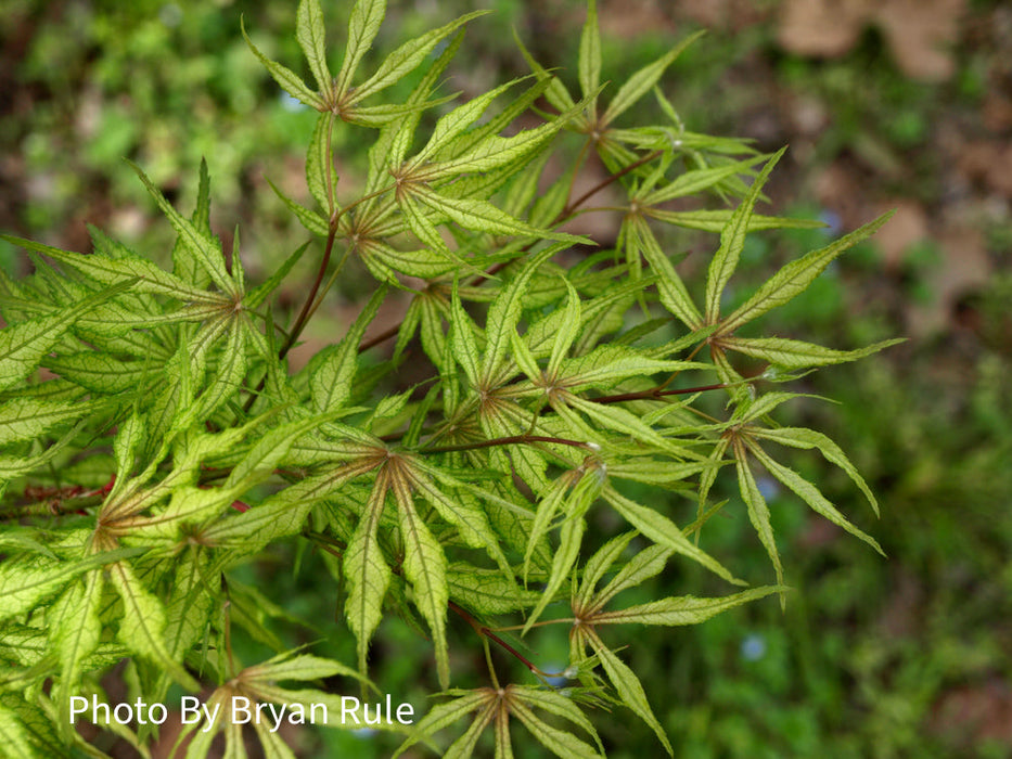 FOR PICKUP ONLY | Acer palmatum 'Will's Devine' Japanese Maple | DOES NOT SHIP