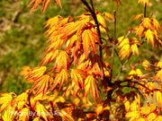 - Acer palmatum 'Orange Dream' Japanese Maple - Mr Maple │ Buy Japanese Maple Trees