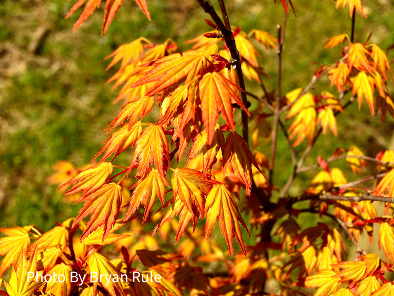 - Acer palmatum 'Orange Dream' Japanese Maple - Mr Maple │ Buy Japanese Maple Trees