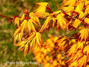 - Acer palmatum 'Orange Dream' Japanese Maple - Mr Maple │ Buy Japanese Maple Trees