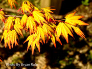- Acer palmatum 'Orange Dream' Japanese Maple - Mr Maple │ Buy Japanese Maple Trees