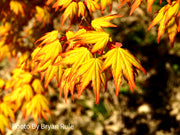 - Acer palmatum 'Orange Dream' Japanese Maple - Mr Maple │ Buy Japanese Maple Trees