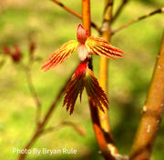 - Acer palmatum 'Summer Gold' Japanese Maple - Mr Maple │ Buy Japanese Maple Trees