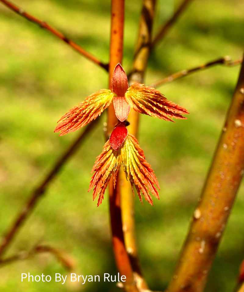 - Acer palmatum 'Summer Gold' Japanese Maple - Mr Maple │ Buy Japanese Maple Trees