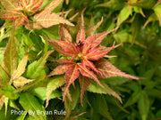 - Acer palmatum 'Japanese Princess' Dwarf Japanese Maple - Mr Maple │ Buy Japanese Maple Trees